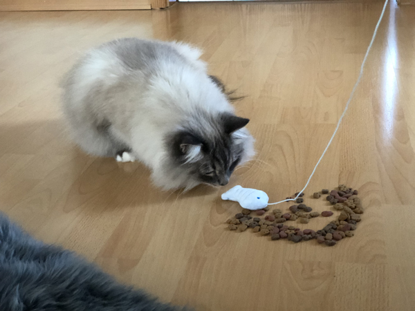 befriedigend türkisch Ungiftige Pflanzen für Katzen